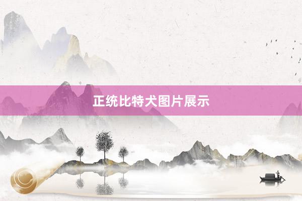 正统比特犬图片展示